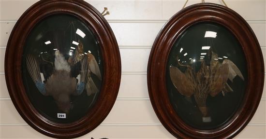 A pair of French taxidermic displays of birds, Jay, Lark, etc., in oval convex frames